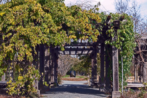 Quarryhill Botanical Garden Your Source For Native Plant News