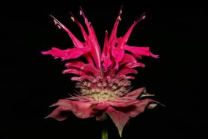beebalmflower-pic-for-blog-6
