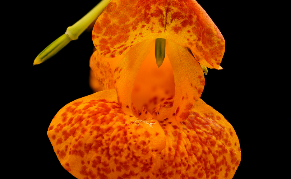 Bees and hummingbirds flock to spotted touch-me-not or jewelweed, Impatiens capensis.